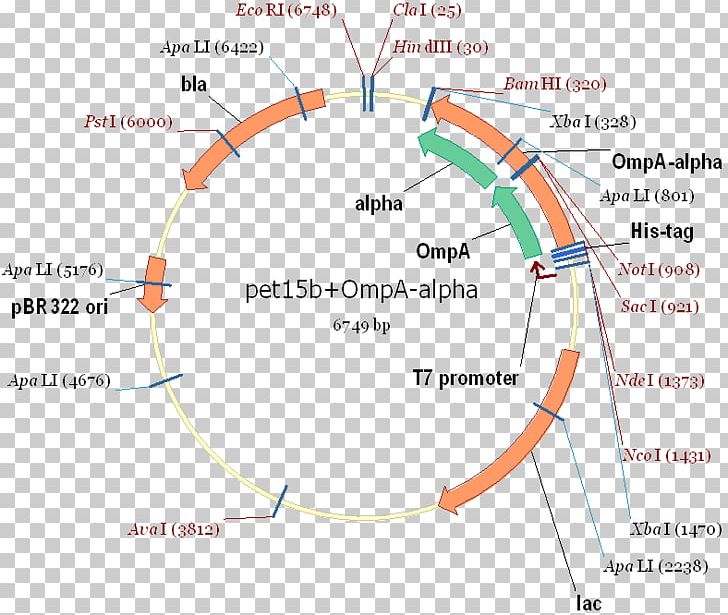 Expression Plasmid International Genetically Engineered Machine PNG, Clipart, Angle, Area, Art, Bacteriophage, Circle Free PNG Download