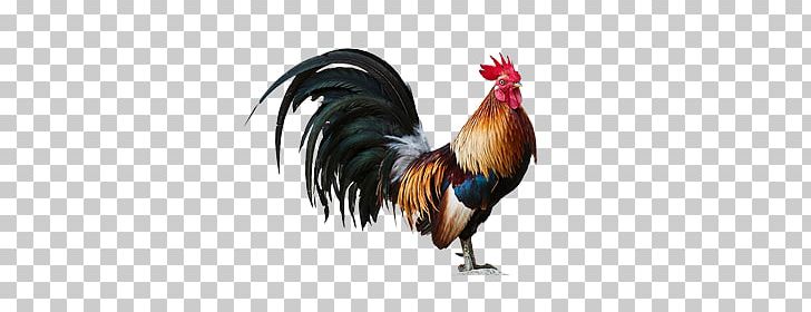 Cock PNG, Clipart, Cock Free PNG Download