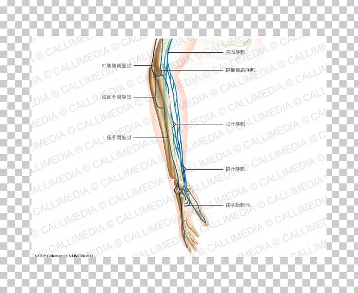 Finger Forearm Vein Elbow Hand PNG, Clipart, Anatomy, Angle, Arm, Artery, Basilic Vein Free PNG Download