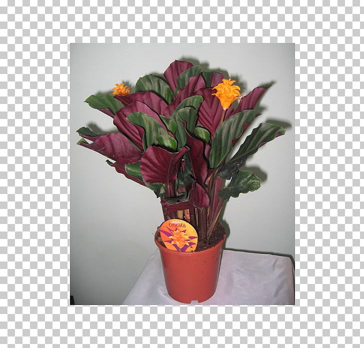 Floral Design Houseplant Flower Calathea Veitchiana PNG, Clipart, Artificial Flower, Blossom, Calatheas, Cut Flowers, Eternal Flame Free PNG Download