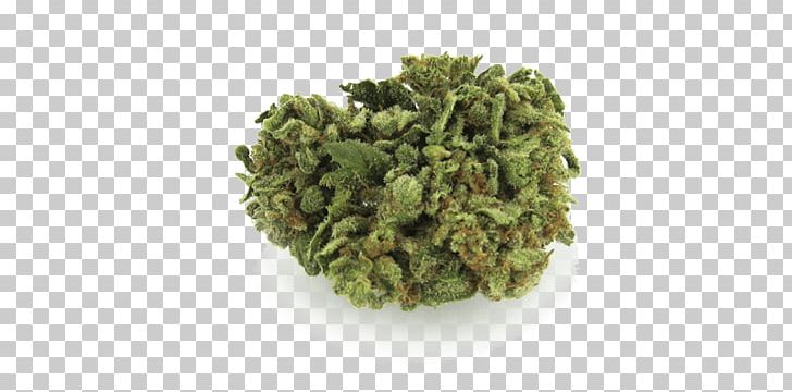 Medical Cannabis Hash Oil Gorilla Glue Cannabis Shop PNG, Clipart, Alien, Blue Dream, Buy, Cannabis, Cannabis Culture Free PNG Download