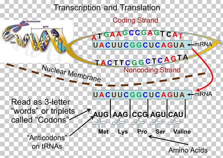 Strong's Concordance Translation Transcription Anatomy Dictionary PNG, Clipart,  Free PNG Download