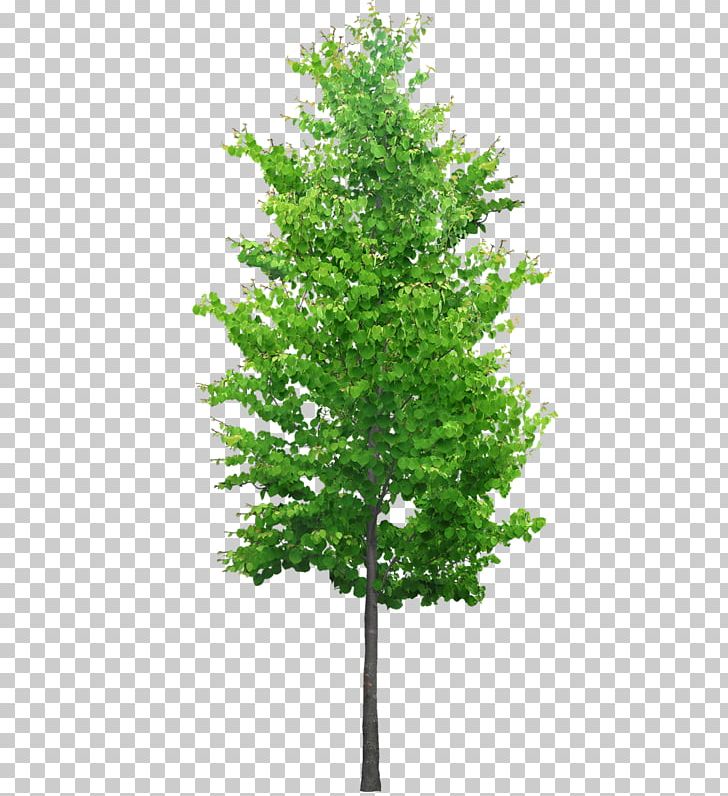 Tree Stock Photography PNG, Clipart, Branch, Conifer, Evergreen, Fir, Ginkgo Biloba Free PNG Download