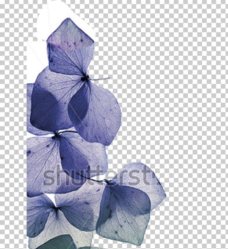 Física Y Química 2 ESO Petal The Whitest Flower Physics And Chemistry PNG, Clipart, Blue, Book, Chemistry, Closeup, Flower Free PNG Download