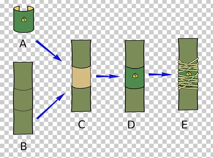 Grafting Sweet Chestnut Shield Budding Plant Propagation Nesto PNG, Clipart, 480, Angle, Area, Basal Shoot, Bud Free PNG Download