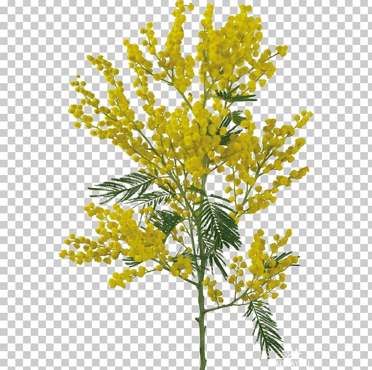 Mimosa Pudica Flower Portable Network Graphics Adobe Photoshop PNG, Clipart, Acacia Dealbata, Branch, Brassica Rapa, Common Tansy, Cut Flowers Free PNG Download
