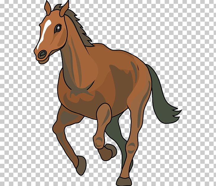 Alternative Uses For Placenta Thoroughbred PNG, Clipart, Animal, Animal Figure, Bridle, Colt, Foal Free PNG Download
