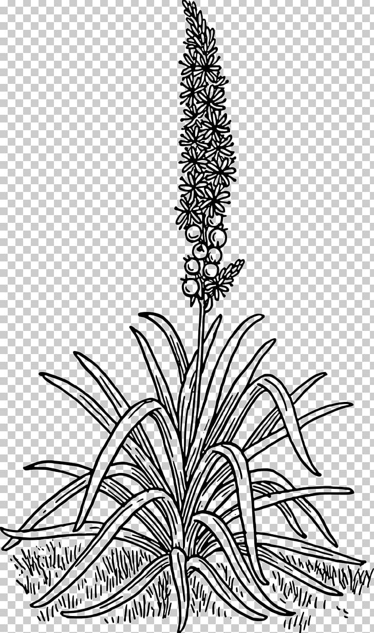 Asphodelus Ramosus Asphodel Meadows Asphodeline Lutea PNG, Clipart, Asphodeline, Asphodeline Lutea, Asphodelus, Asphodelus Ramosus, Black And White Free PNG Download