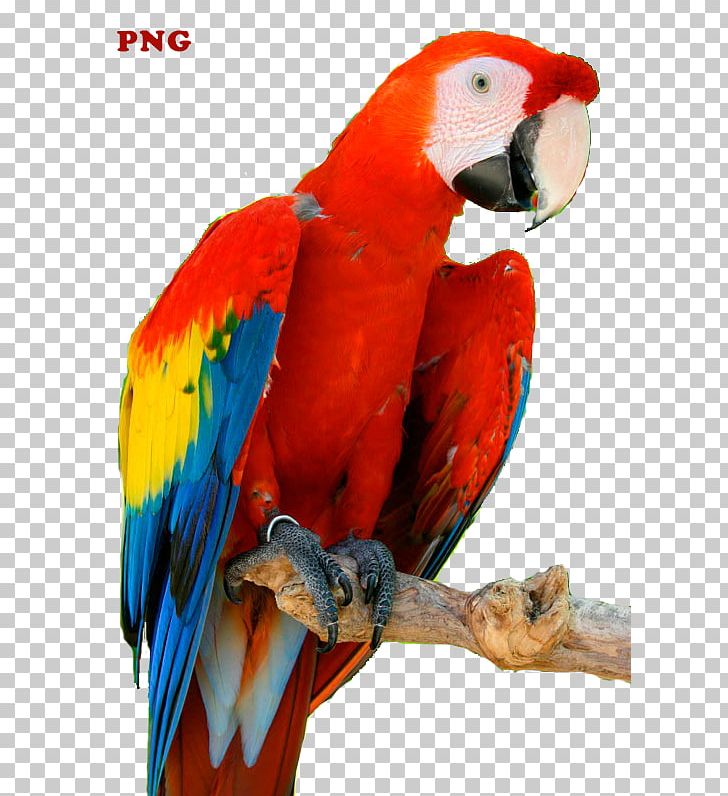 Budgerigar Lovebird Macaw Loriini PNG, Clipart, Animal, Beak, Bird, Budgerigar, Cat Free PNG Download