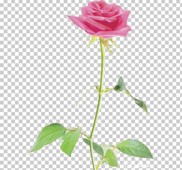 Garden Roses Cabbage Rose China Rose Floribunda Beach Rose PNG, Clipart, Annual Plant, Beach Rose, Beautiful Rose, China Rose, Cut Flowers Free PNG Download