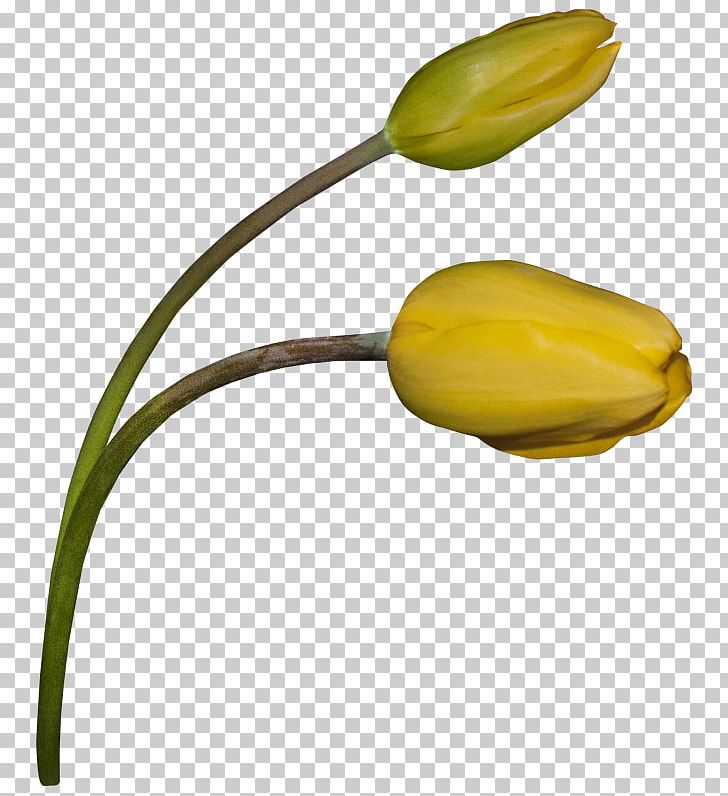 Tulip Flower Painting Portable Network Graphics Petal PNG, Clipart, Blog, Bud, Flower, Flowering Plant, Flowers Free PNG Download