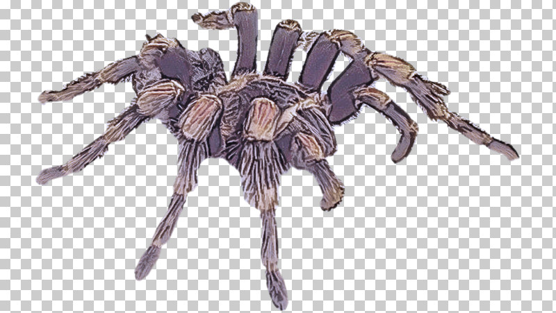 Tarantulas Wolf Spider Insects Spider Wolf PNG, Clipart, Arachnid, Biology, Insects, Membrane, Science Free PNG Download