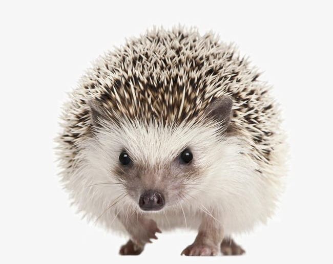 Cute Hedgehog PNG, Clipart, Animal, Animals, Animal Wildlife, Bristle Animal Part, Chong Free PNG Download