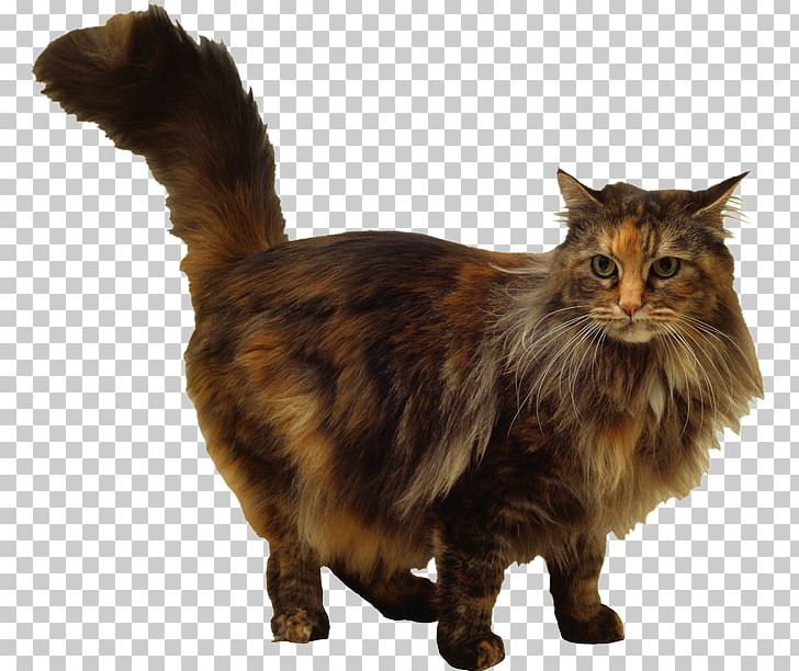 Maine Coon Whiskers Siamese Cat Kitten Domestic Short-haired Cat PNG, Clipart, Animal, Animals, Calico, Calico Cat, Carnivoran Free PNG Download