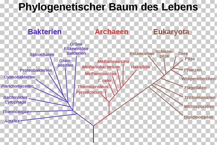 Phylogenetic Tree Domain Organism Phylogenetics Systematics PNG, Clipart, Angle, Archaeans, Area, Bacteria, Biology Free PNG Download