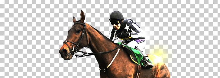 Stallion Jockey Horse Racing Mustang Bridle PNG, Clipart, Dreierwette, Equestrian, Halter, Horse, Horse Harness Free PNG Download
