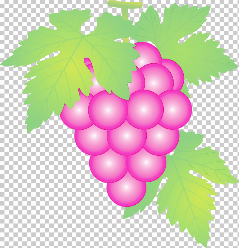 Grape Grape Leaves Seedless Fruit Leaf Grapevine Family PNG, Clipart, Berry, Flower, Food, Fruit, Grape Free PNG Download