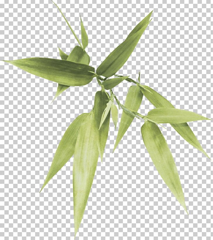 Bamboo PNG, Clipart, Bamboo Leaves, Banana Leaves, Designer, Download, Fall Leaves Free PNG Download