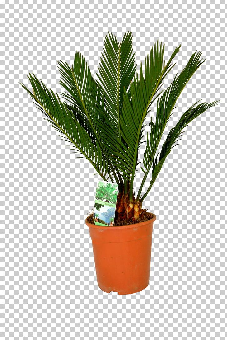 Canary Island Date Palm Houseplant Arecaceae Sago Palm PNG, Clipart, Arecaceae, Arecales, Cycad, Date Palm, Date Palms Free PNG Download