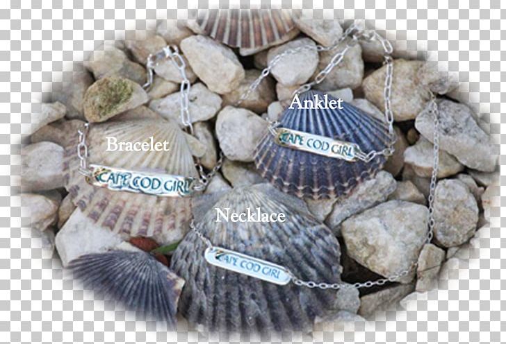 Cockle PNG, Clipart, Cape, Cape Cod, Clam, Clams Oysters Mussels And Scallops, Cockle Free PNG Download