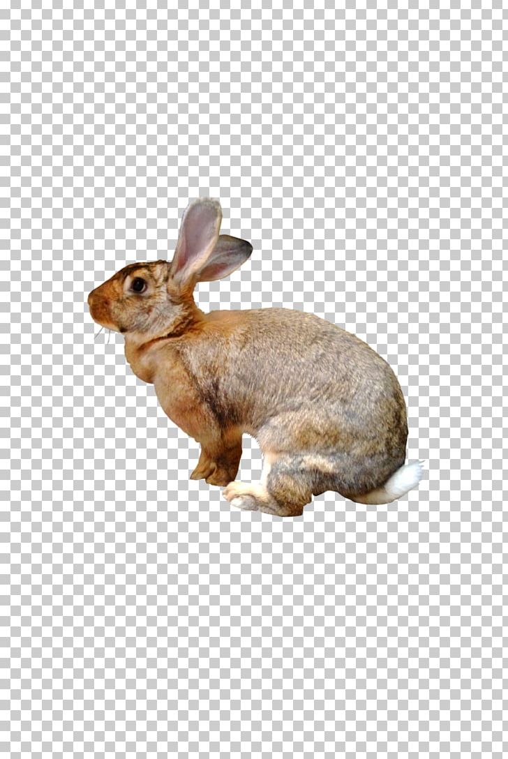 Domestic Rabbit Hare Fauna New England Cottontail PNG, Clipart, Animals, Domestic Rabbit, Fauna, Hare, Lola Bunny Free PNG Download