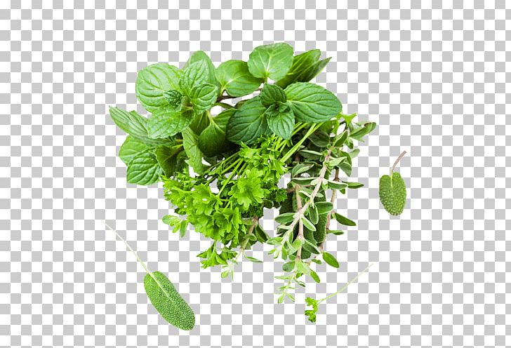 Herb Oregano Parsley Marjoram Spice PNG, Clipart, Basil, Dill, Food, German Chamomile, Herb Free PNG Download