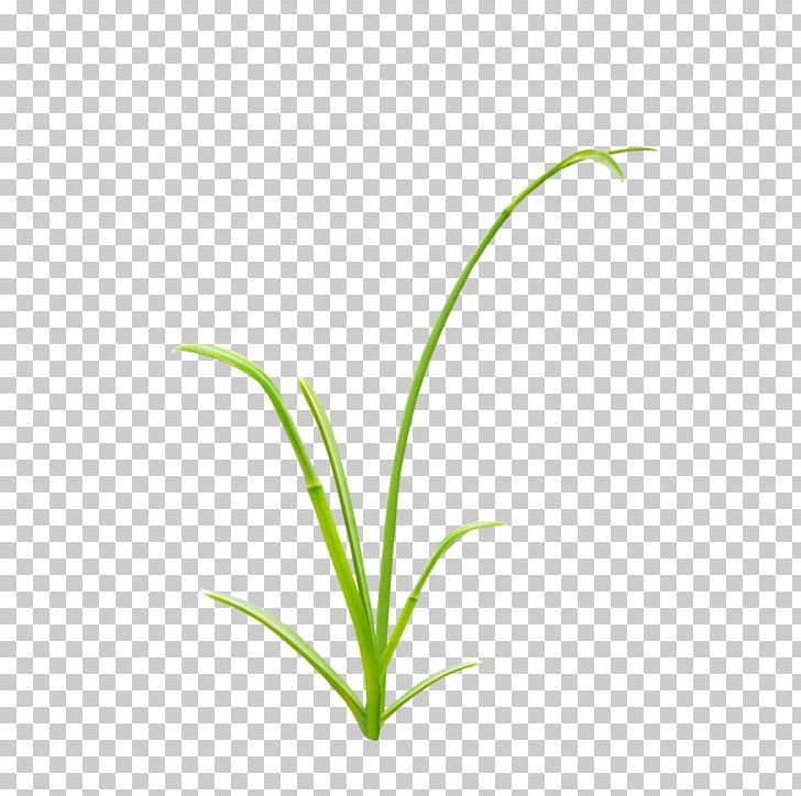 Herbaceous Plant Grass PNG, Clipart, Artificial Grass, Cartoon Grass, Creative, Creative Design, Creative Grass Free PNG Download
