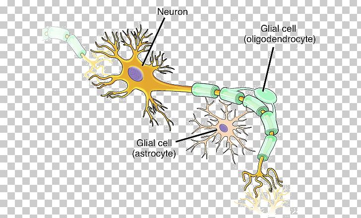 Neuron Nervous System Cell Neuroglia Nervous Tissue PNG, Clipart, Action Potential, Anatomy, Area, Art, Branch Free PNG Download