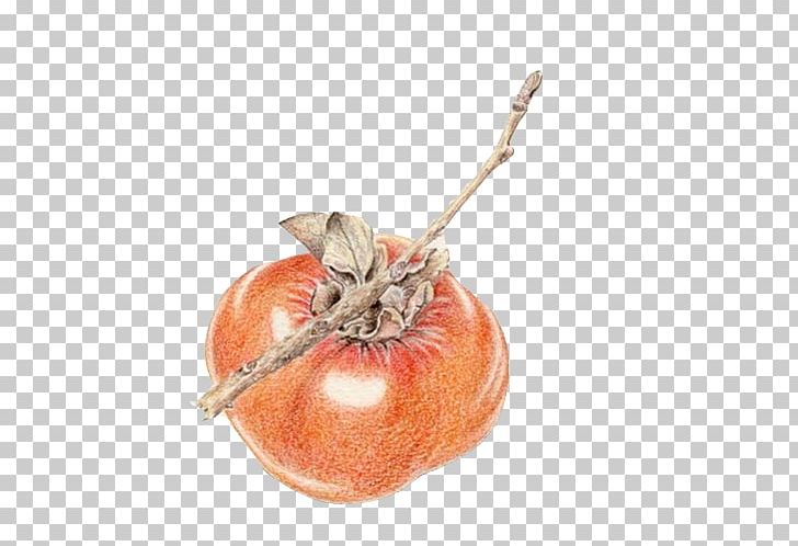 Persimmon Calabaza Painting PNG, Clipart, Color, Color Paintings, Cucurbita, Design, Food Free PNG Download
