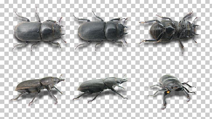 Scarabs Lesser Stag Beetle Weevil PNG, Clipart, Animals, Arthropod, Beetle, Biology, Deer Free PNG Download