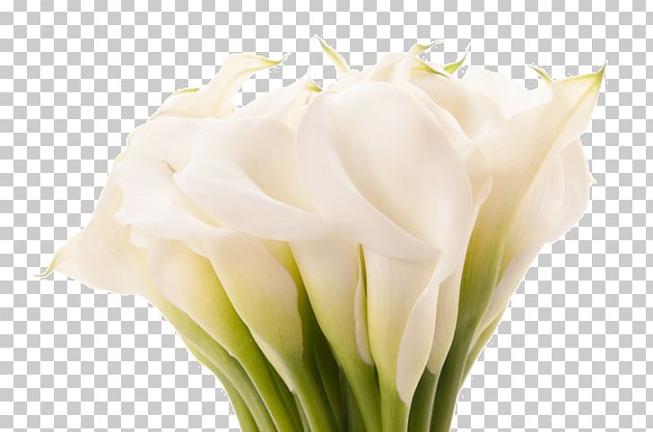 Beautiful In God's Eyes Arum-lily Flower Lilium Desktop PNG, Clipart, Arum Lily, Arumlily, Beautiful, Bud, Callalily Free PNG Download