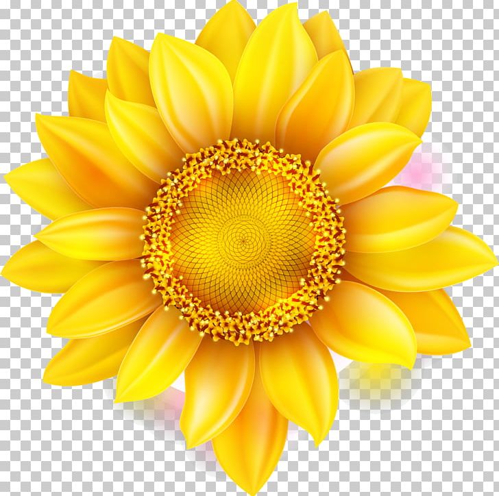 Flower Shutterstock Chrysanthemum PNG, Clipart, Beautiful, Chrysanths, Closeup, Dahlia, Daisy Family Free PNG Download