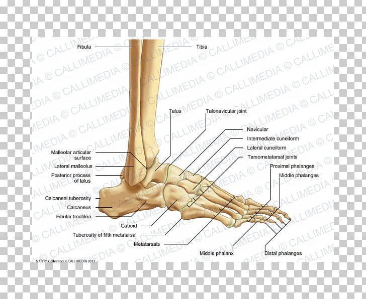 Foot Thumb Bone Ankle Joint PNG, Clipart, Anatomy, Angle, Ankle, Arm, Bone Free PNG Download