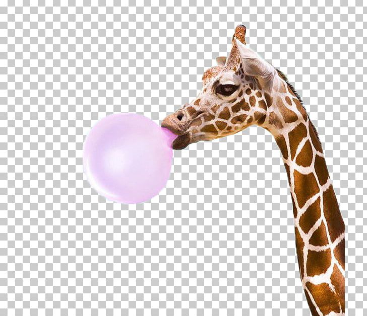 Giraffe Bubblegum Alley PopSockets Bubble Gum Kudu PNG, Clipart, Animals, Art, Bubble, Bubble Gum, Bubblegum Free PNG Download