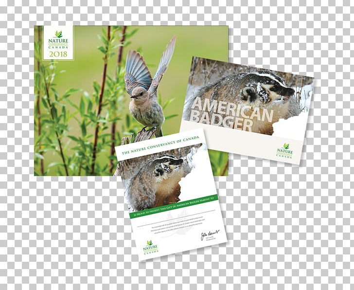 Animal Owl Bald Eagle Bird Gray Wolf PNG, Clipart, American Badger, Animal, Animals, Bald Eagle, Bird Free PNG Download