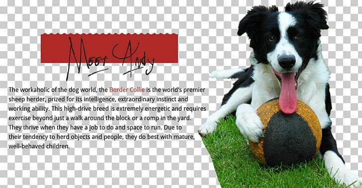 Border Collie Rough Collie Boxer Cat PNG, Clipart, Advertising, Animals, Blue Merle, Border Collie, Boxer Free PNG Download