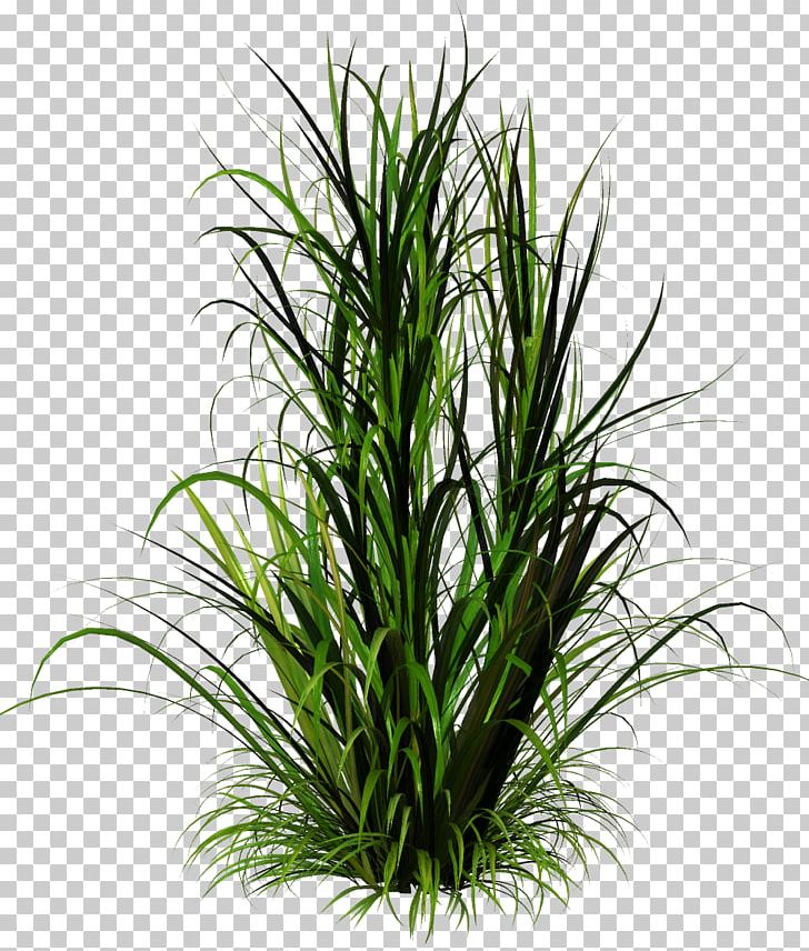 Grass Herbaceous Plant PNG, Clipart, Aquarium Decor, Bamboo, Clip Art, Commodity, Drawing Free PNG Download