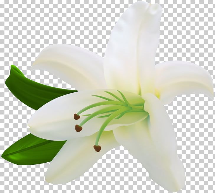 Lilium Flower White Letter PNG, Clipart, Art, Clip Art, Clipart, Cut Flowers, Cyclamen Free PNG Download