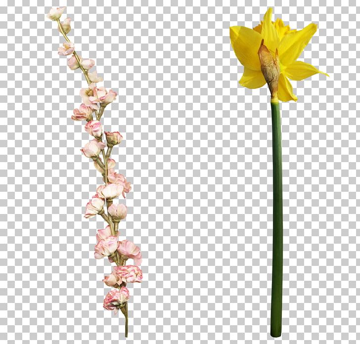 Portable Network Graphics Moth Orchids 青茶 Cut Flowers Blog PNG, Clipart, Blog, Cut Flowers, Flora, Flower, Flowering Plant Free PNG Download