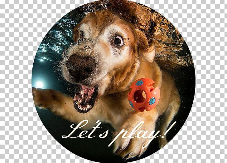 Underwater Dogs Underwater Puppies Puppy Chesapeake Bay Retriever English Cocker Spaniel PNG, Clipart, Animals, Canidae, Carnivoran, Chesapeake Bay Retriever, Dog Free PNG Download