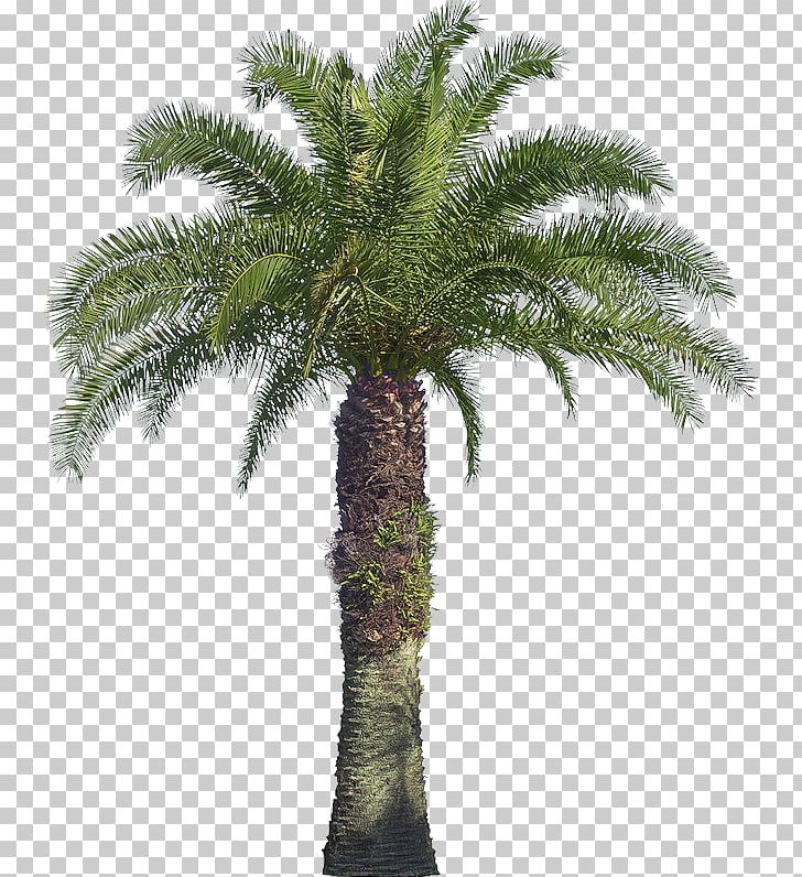 Arecaceae Tree Shrub Coconut Macrophanerophytes PNG, Clipart, African Oil Palm, Arecaceae, Arecales, Areca Palm, Attalea Free PNG Download