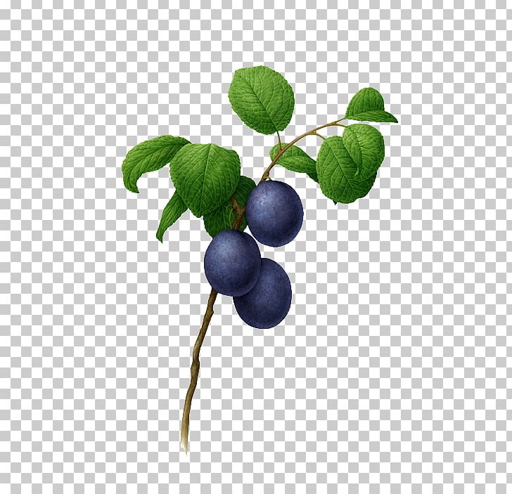 Botanical Illustration Botany Watercolor Painting Illustration PNG, Clipart, Art, Behance, Berry, Bilberry, Blue Free PNG Download