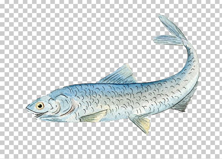 European Anchovy Sardine Oily Fish Food PNG, Clipart, Animal, Animals, Aquarium Fish, Blue, Eicosapentaenoic Acid Free PNG Download