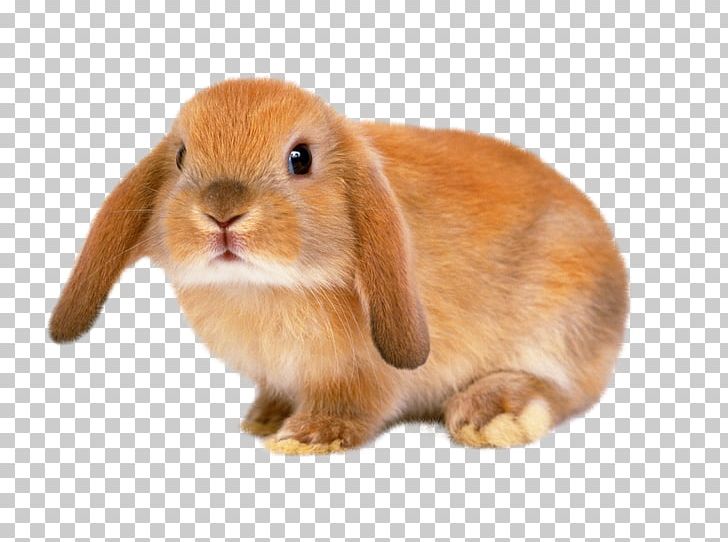 Holland Lop Lionhead Rabbit Leporids Domestic Rabbit Flemish Giant Rabbit PNG, Clipart, Animal, Animals, Child, Cuteness, Desktop Wallpaper Free PNG Download
