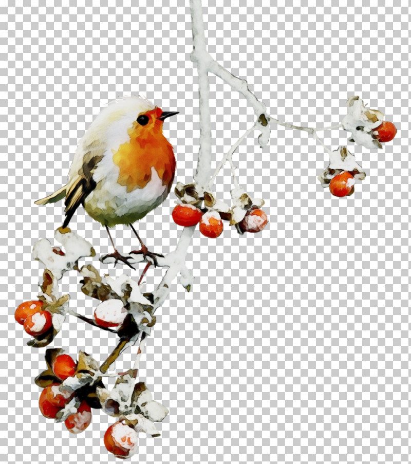 European Robin Bird Songbird Old World Flycatcher Branch PNG, Clipart, Beak, Bird, Branch, European Robin, Old World Flycatcher Free PNG Download