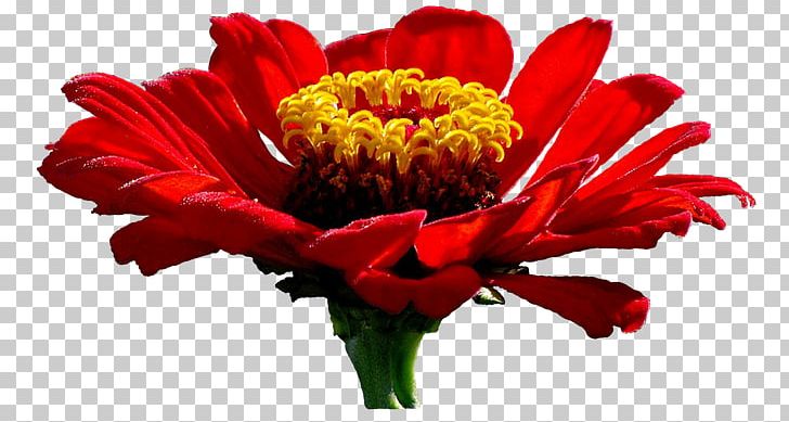 Illusions Beauty Common Zinnia Cut Flowers Transvaal Daisy PNG, Clipart, Annual Plant, Bedfordshire, Blume, Chrysanthemum, Chrysanths Free PNG Download