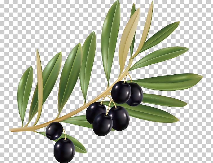 Olive Leaf Olive Oil PNG, Clipart, Black Olive, Encapsulated Postscript, Food, Fresh Fruits, Fruit Free PNG Download