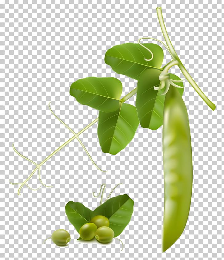 Snow Pea Vegetable Snap Pea PNG, Clipart, Bean, Food, Fruit, Green Bean, Leaf Free PNG Download