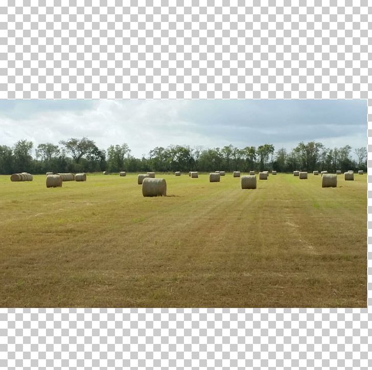 Farm Hay Ranch Grassland Steppe PNG, Clipart, Agriculture, Crop, Ecoregion, Farm, Field Free PNG Download