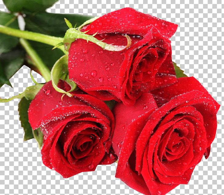 Rose Flower Desktop Color Red PNG, Clipart, Blue, China Rose, Color, Cut Flowers, Desktop Wallpaper Free PNG Download